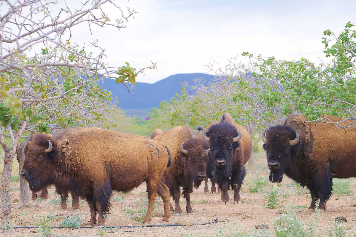 Regresa el bisonte a Sonora tras 200 años de ausencia – El Imparcial